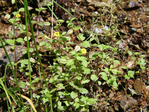 Mimulus nepalensis var. japonicus