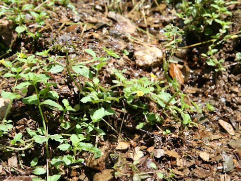 Mimulus nepalensis var. japonicus