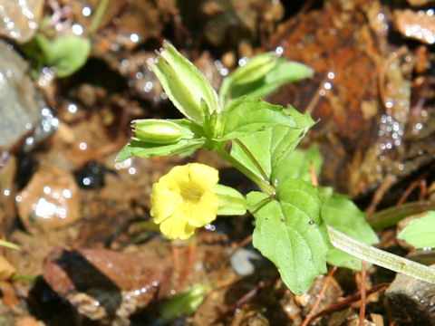 Mimulus nepalensis var. japonicus