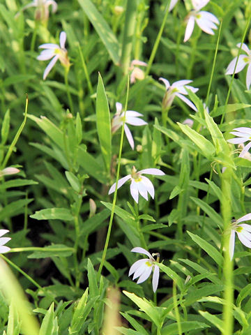 Lobelia chinensis