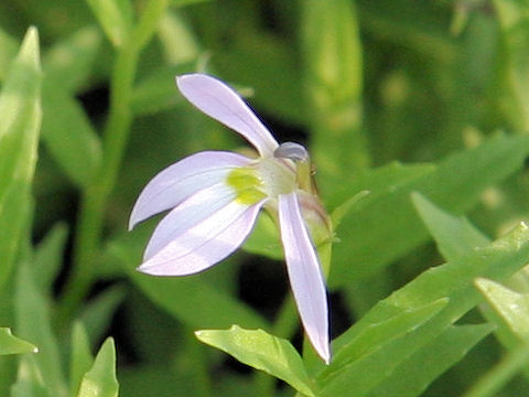 Lobelia chinensis