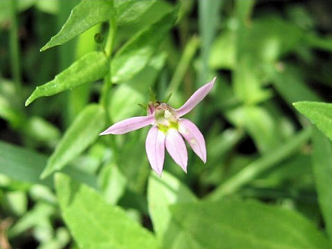 Lobelia chinensis