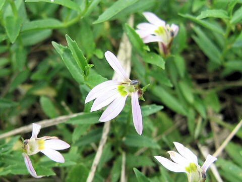 Lobelia chinensis