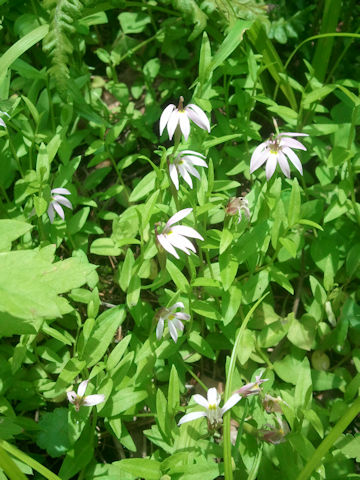 Lobelia chinensis