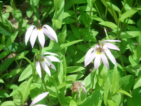 Lobelia chinensis