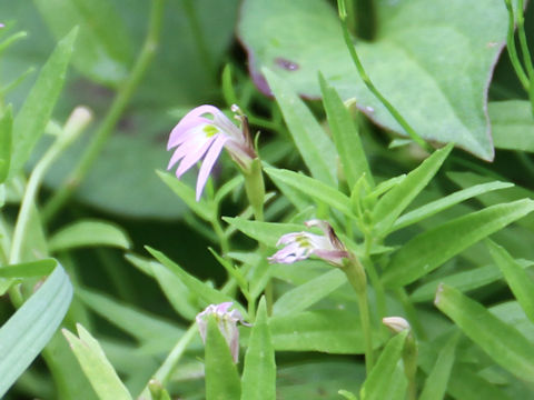 Lobelia chinensis