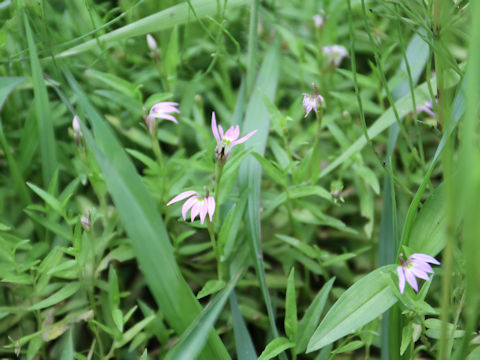 Lobelia chinensis