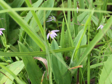 Lobelia chinensis