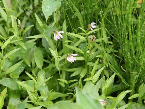 Lobelia chinensis