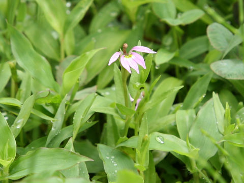 Lobelia chinensis