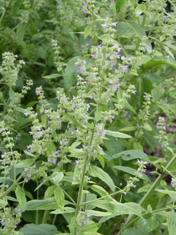 Salvia plebeia