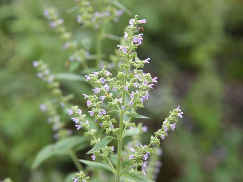 Salvia plebeia