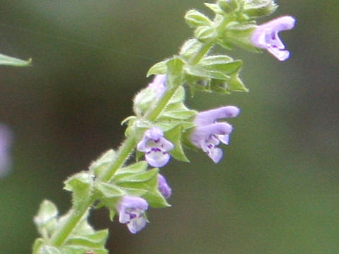 Salvia plebeia