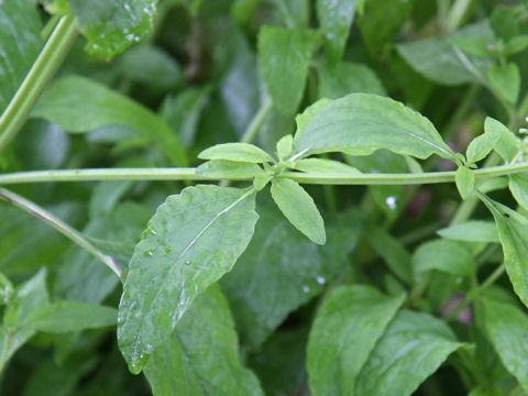 Salvia plebeia