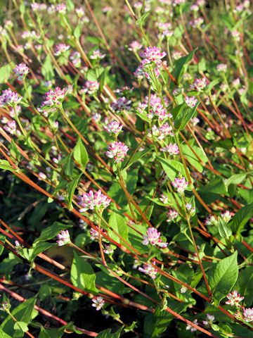 Polygonum thunbergii