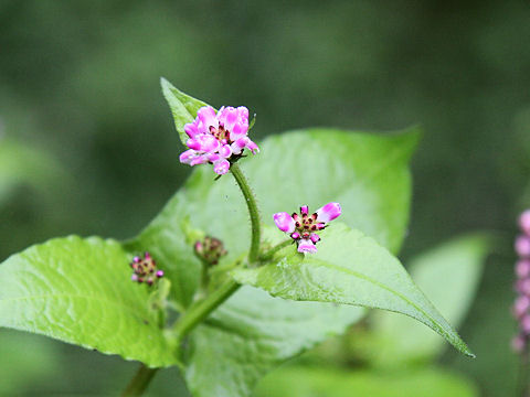 Polygonum thunbergii