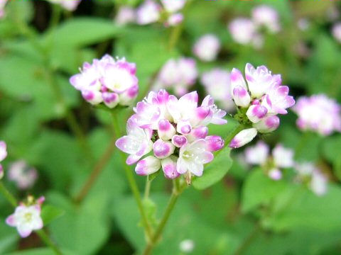 Polygonum thunbergii