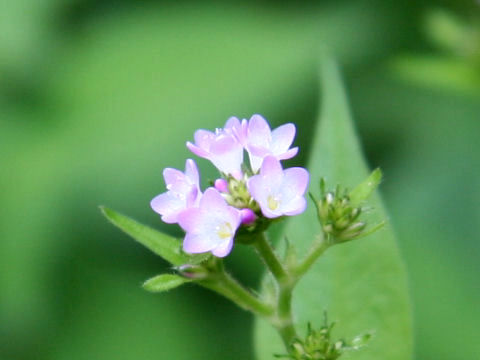 Polygonum thunbergii