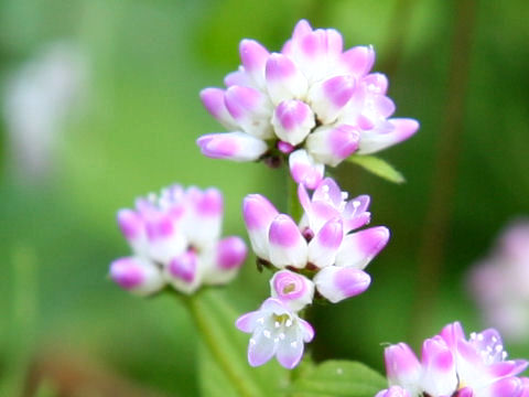 Polygonum thunbergii