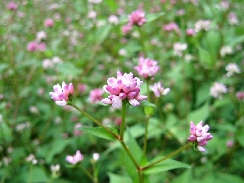 Polygonum thunbergii