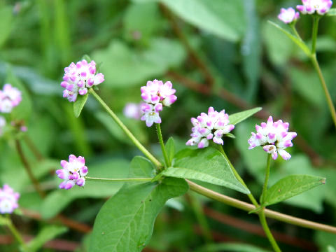 Polygonum thunbergii