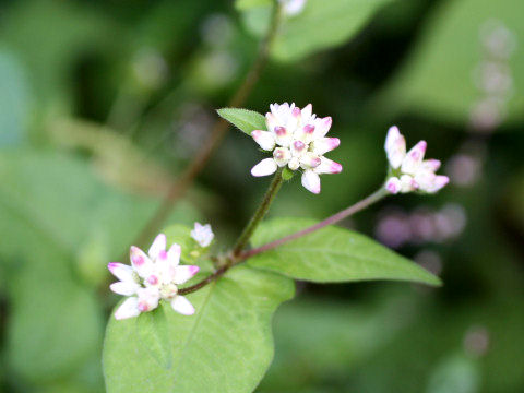 Polygonum thunbergii