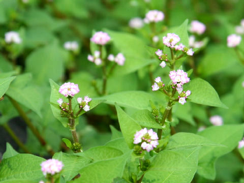 Polygonum thunbergii