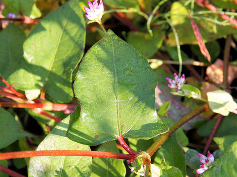 Polygonum thunbergii