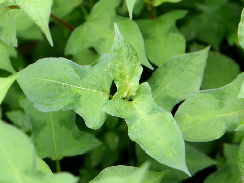 Polygonum thunbergii