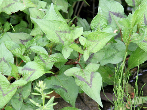 Polygonum thunbergii