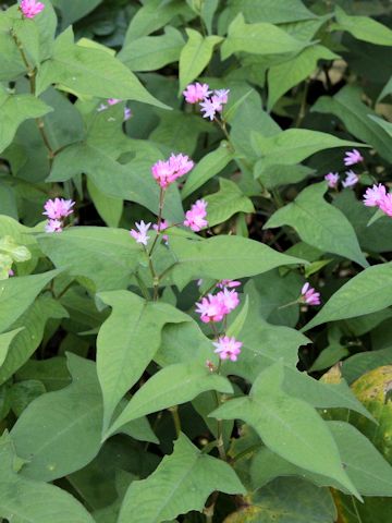 Polygonum thunbergii