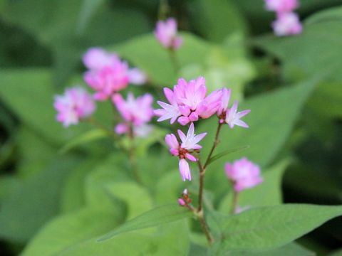 Polygonum thunbergii