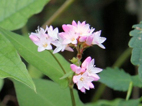 Polygonum thunbergii