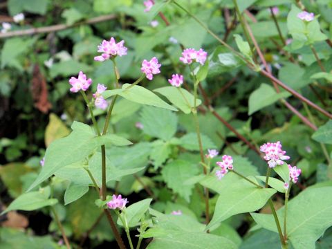 Polygonum thunbergii