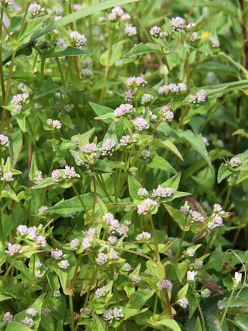 Polygonum thunbergii