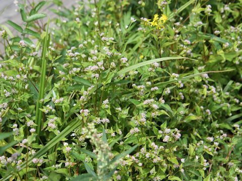 Polygonum thunbergii