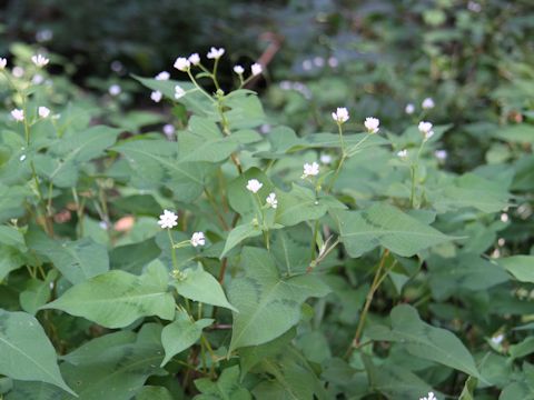 Polygonum thunbergii