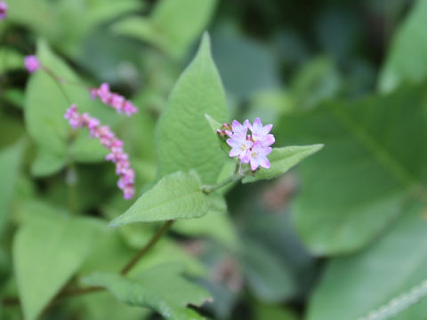 Polygonum thunbergii