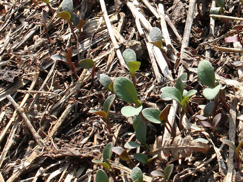 Polygonum thunbergii