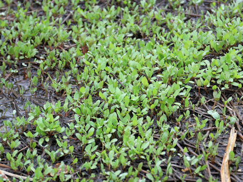 Polygonum thunbergii