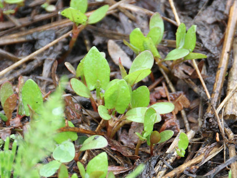 Polygonum thunbergii