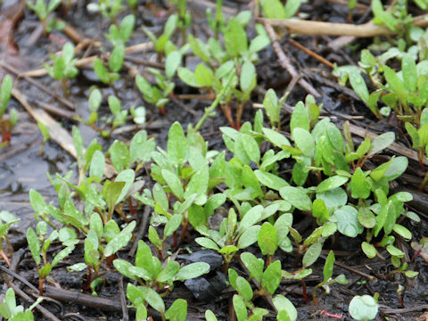 Polygonum thunbergii