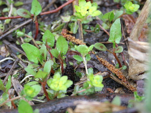 Polygonum thunbergii