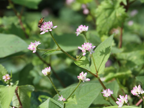 Polygonum thunbergii