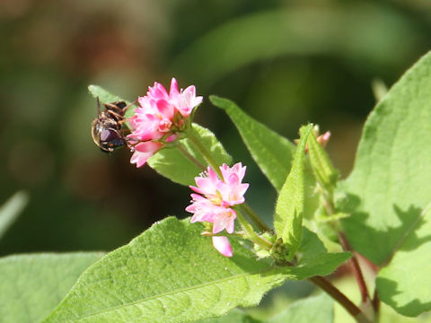 Polygonum thunbergii