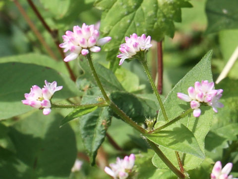 Polygonum thunbergii