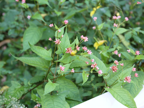 Polygonum thunbergii