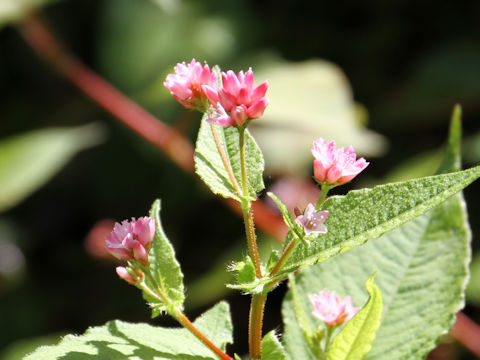 Polygonum thunbergii