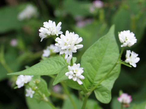 Polygonum thunbergii