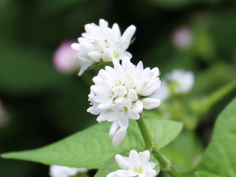 Polygonum thunbergii